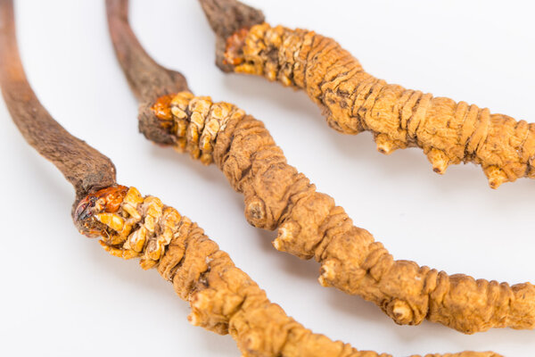 How to Consume Cordyceps: 4 Traditional Methods Explained