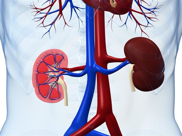 Why is uremia becoming increasingly common? Doctors advise: Avoid these 4 causes, and your kidneys will thank you.