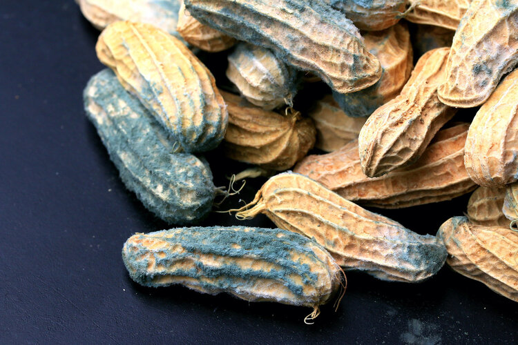 Does peanut, the "longevity fruit," accelerate cancer metastasis? Experts warn: Four types of people should avoid eating peanuts.