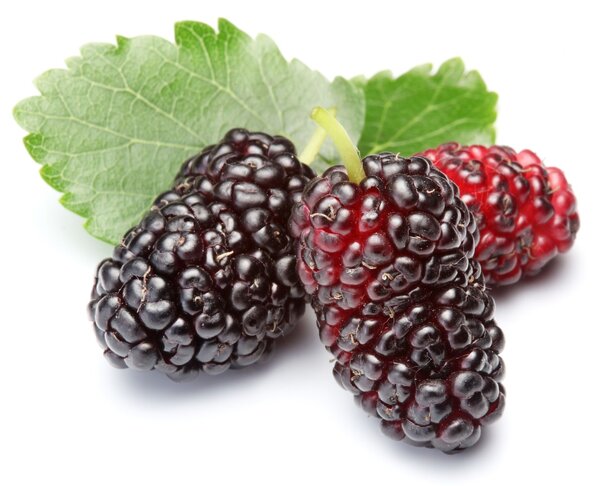 Mulberry Health Benefits & Nourishing Congee Recipes